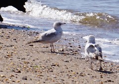 Larus delawarensis
