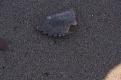 Limulus polyphemus