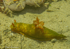 Tambja dracomus