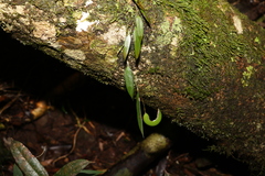 Dendrobium pugioniforme