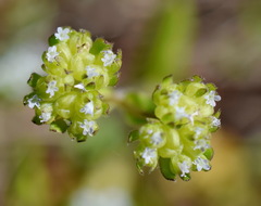 Valerianella turgida
