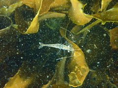 Palaemon peringueyi