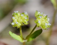 Valerianella turgida