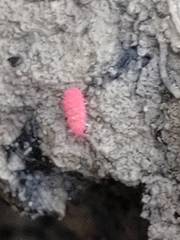 Bilobella