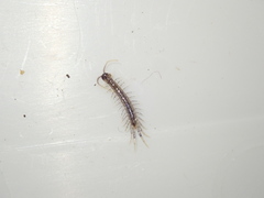 Lithobius tenebrosus