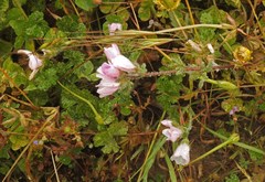 Sidalcea malviflora