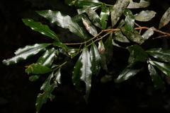 Cinnamomum virens