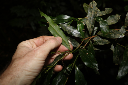 Image of Cinnamomum virens by (c) Greg Tasney, some rights reserved (CC BY-SA)