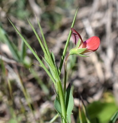 Lathyrus setifolius