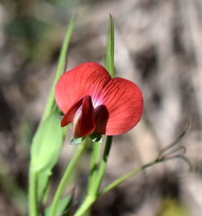 Lathyrus setifolius