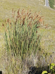 Elegia thyrsoidea