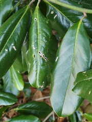 Phyllocnistis magnoliella