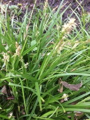 Carex strigosa