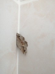 Drepanogynis mixtaria