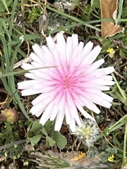 Crepis rubra