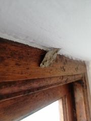 Drepanogynis mixtaria