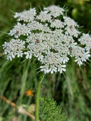 Daucus muricatus