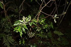 Cinnamomum virens