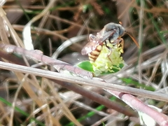 Nomada lathburiana