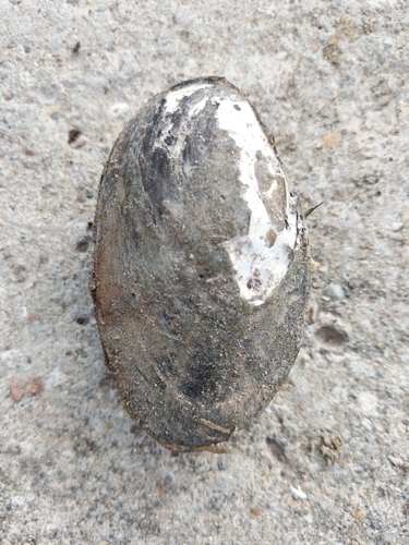 Lampsilis siliquoidea