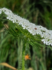 Daucus muricatus