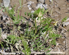 Vicia grandiflora