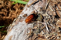 Drymaplaneta heydeniana