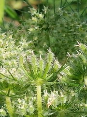 Daucus muricatus