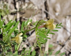 Vicia grandiflora
