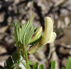 Vicia grandiflora