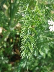 Daucus muricatus