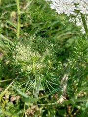 Daucus muricatus