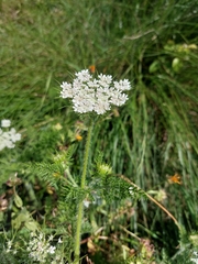 Daucus muricatus