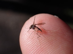 Aedes camptorhynchus
