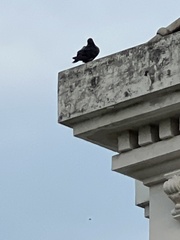 Columba livia domestica