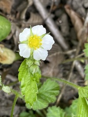 Potentilla sterilis