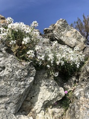 Arabis caucasica
