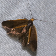 Delexocha ochrocausta