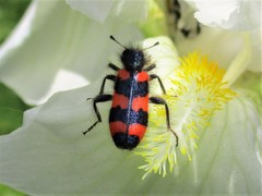 Trichodes favarius