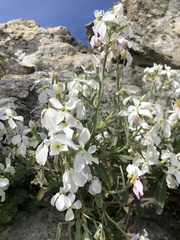Arabis caucasica