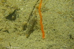 Rhynchocinetes australis