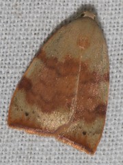 Detounda leptoplasta