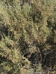 Dicerothamnus