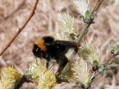 Bombus bohemicus