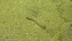 Austrosquilla osculans