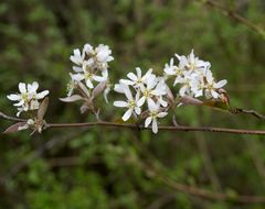 Amelanchier × lamarckii