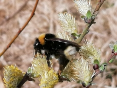 Bombus bohemicus