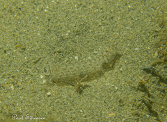 Austrosquilla osculans