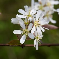 Amelanchier × lamarckii