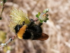 Bombus bohemicus